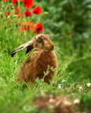 Brown Hare (Lepus capensis) dozing