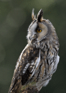 Long Eared Owl