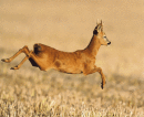 Roe buck in flight