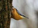 Nuthatch