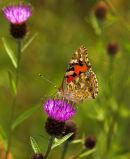 Painted Lady (Vanessa cardui)