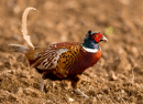 Cock pheasant on the run.