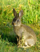 Rabbit