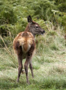 Red deer calf.