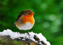 Robin in winter