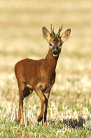 Roe buck