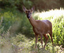 Old Roe doe