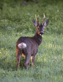 Roe buck