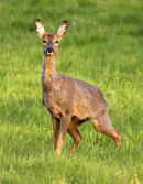 Roe doe 