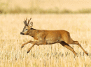 Running Roe buck