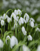 Snowdrops