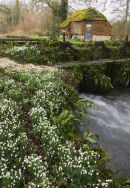 Snowdrops by the stream