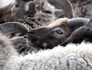 Soy sheep grid lock