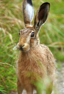 Mad march hare (Lepus capensis)