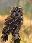 Tawny Owl