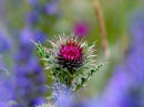 Thistle