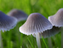 Toadstool