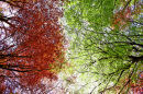 Tree canopy