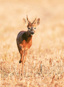 Young Roe buck
