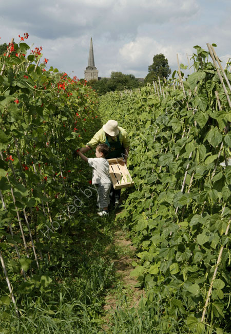 Laines Organic