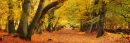 Autumnal Beech Woodland, Panoramic