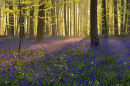Bluebell Woodland - Micheldever, Hampshire