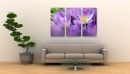 Crocuses