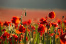 Early Sunlight And Poppies