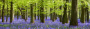 Spring Into Life, Panoramic - Micheldever, Hampshire