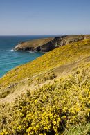 Lower Penhallic Point - Near Tintagel