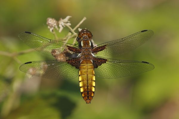 Broad-bodied Chaser