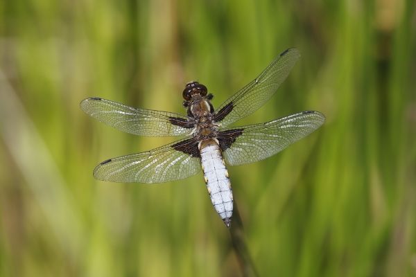 Broad-bodied Chaser