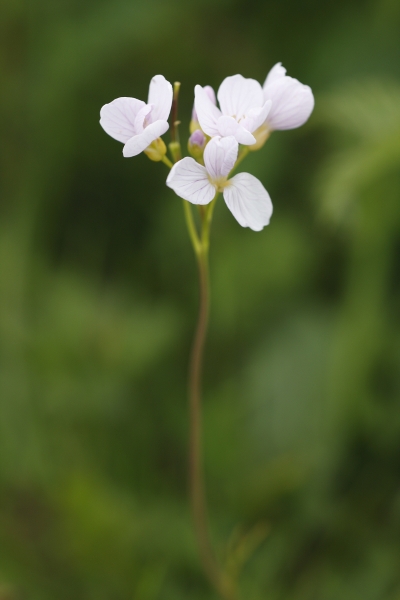 Cuckooflower