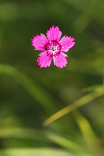 Maiden Pink