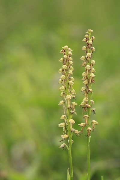 Man Orchids