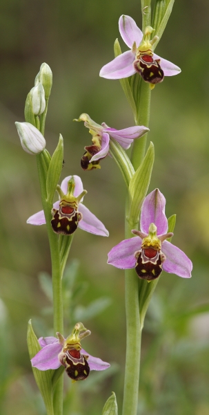 Bee Orchids