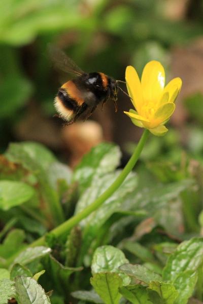 Bumblebee