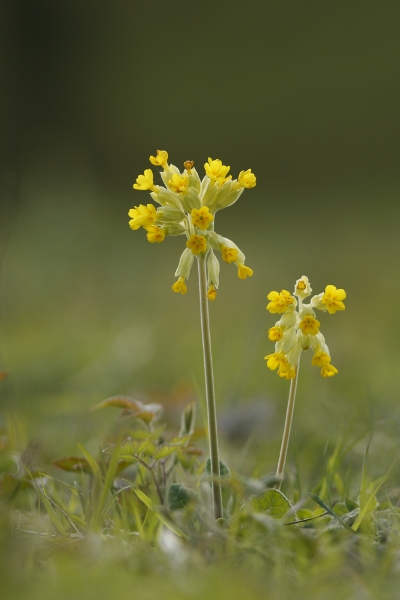 Cowslips