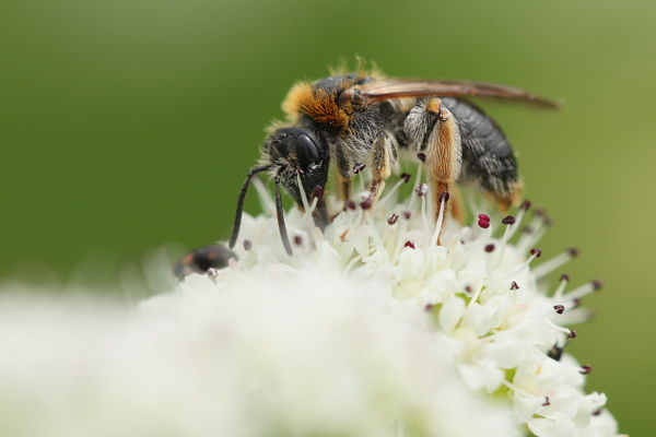 <i>Andrena haemorrhoa</i>