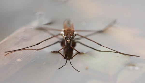 Pond Skater