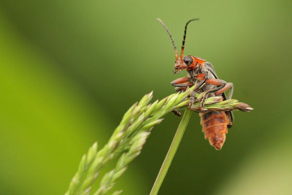 Soldier Beetle