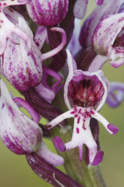 Monkey Orchid