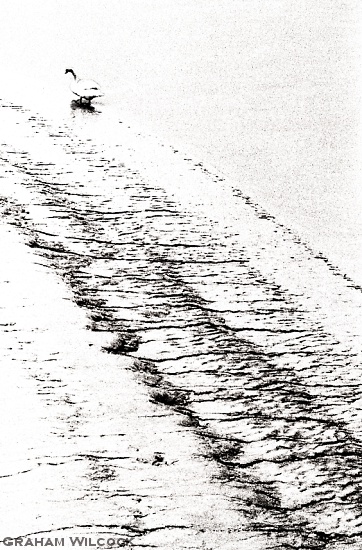 Swan Beach