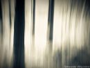 Woodland Impression