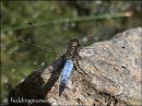 Black-tailed Skimmer