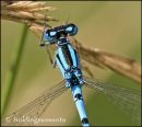 Common Blue Damselfly