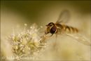 Hoverfly