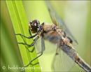 Four-spotted Chaser