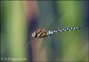 Migrant Hawker