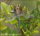 Hairy Dragonfly